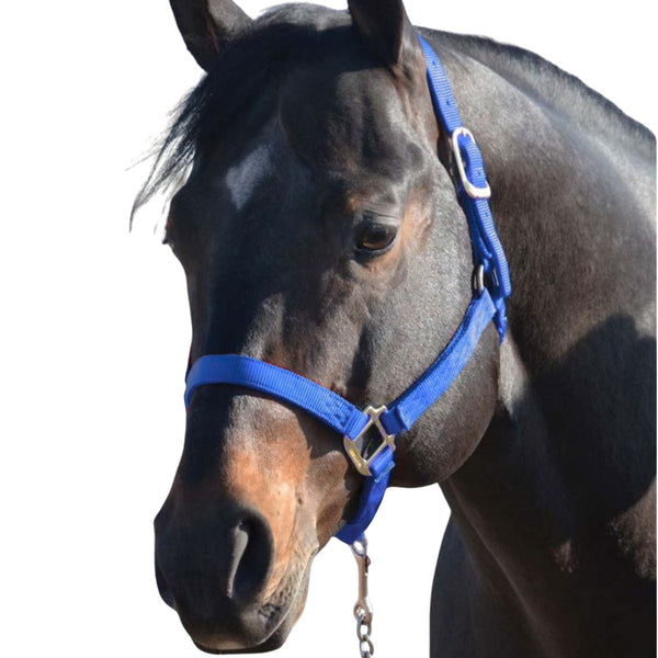 Hamilton Small Horse Halter, Blue