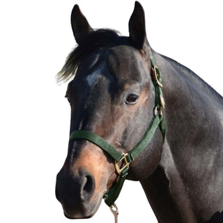 Hamilton Deluxe Horse Halter, Hunter Green