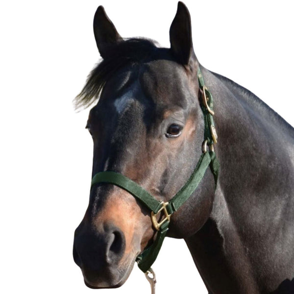 Hamilton Deluxe Horse Halter, Hunter Green