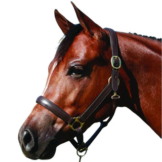 HDR Advantage Leather Padded Cob Halter, Havana