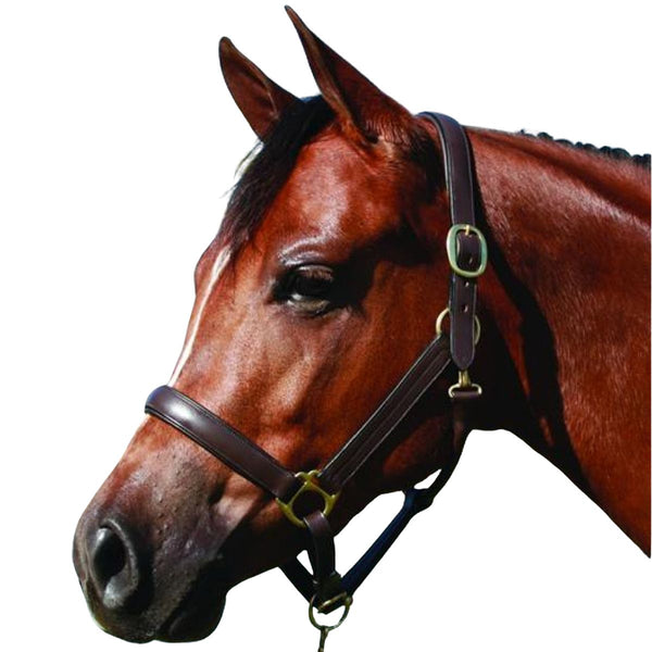HDR Advantage Leather Padded Cob Halter, Havana