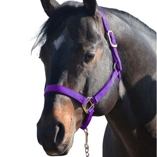 Hamilton Large Horse Halter, Purple