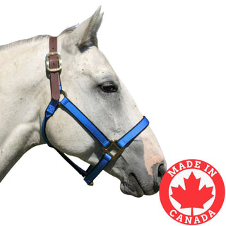 Burwash Ultimate Break Away Weanling Halter, Royal Blue