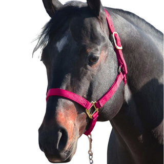 Hamilton Average Horse Halter, Raspberry