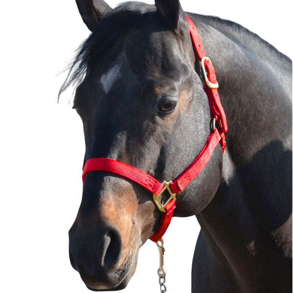 Hamilton Large Horse Halter, Red