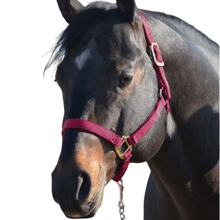 Hamilton Small Horse Halter, Wine