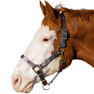 Hamilton Adjustable Small Horse Halter with Throat Snap, Black