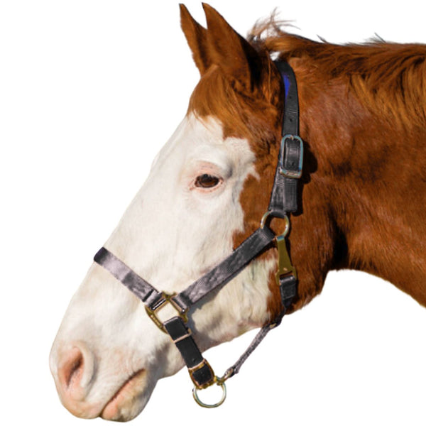 Hamilton Adjustable Small Horse Halter with Throat Snap, Black