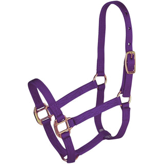 Hamilton Yearling Halter, Purple