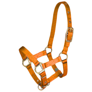 Hamilton Miniature Weanling Halter, Mango Orange