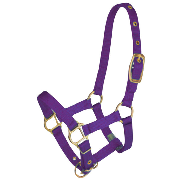 Hamilton Miniature Weanling Halter, Purple