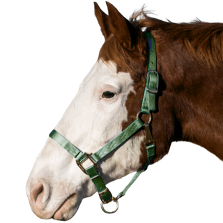 Hamilton Large Horse Halter, Dark Green