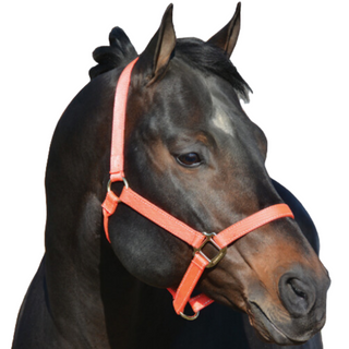 Hamilton Average Horse Reflective Halter, Orange